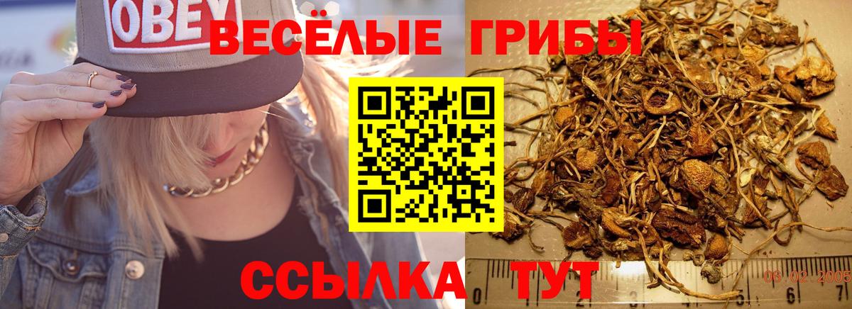 Галлюциногенные грибы Psilocybine cubensis  Вход с VPN  Семёнов  Галлюциногенные грибы мицелий 